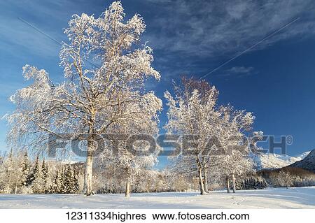 Birch trees covered in hoar frost on Arctic Valley Road in winter; Anchorage, Alaska, United States of America View Large Photo Image Stock Photograph - Birch trees covered in hoar frost on Arctic Valley Road in winter; Anchorage, Alaska, United States of America. Fotosearch