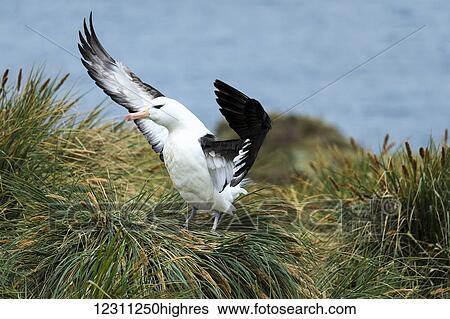 Stock Photograph - Bird flapping it's wings on the grass. Fotosearch