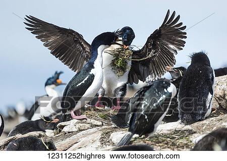 Birds and penguins on a shore View Large Photo Image Stock Photograph - Birds and penguins on a shore. Fotosearch