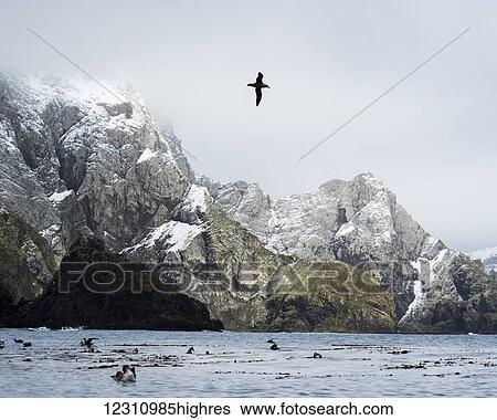 Stock Photograph - Birds in the water and one bird in flight along a rugged coastline of South Georgia Island; South Georgia, South Georgia, South Georgia and the South Sandwich Islands, United Kingdom. Fotosearch