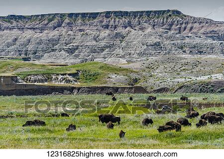 Stock Photograph - Bison (Buffalo), Badlands National Park; South Dakota, United States of America. Fotosearch