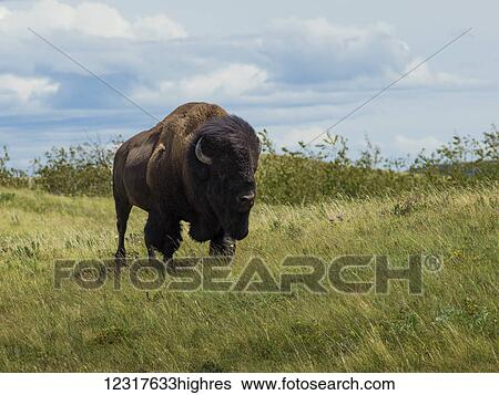 Stock Photograph - Bison in a paddock, Waterton Lakes National Park; Alberta, Canada. Fotosearch