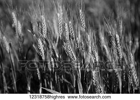 Stock Photograph - Black and white image of barley grain in the rolling fields in Palouse County of Eastern Washington; Washington, United States of America. Fotosearch