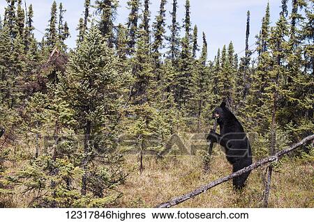 Black bear chews on small tree snag in summer, Southcentral Alaska, USA View Large Photo Image Stock Photograph - Black bear chews on small tree snag in summer, Southcentral Alaska, USA. Fotosearch