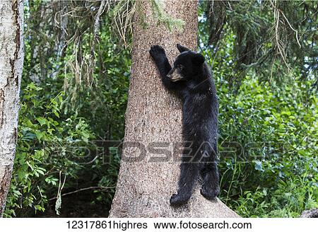 Stock Photograph - Black bear cub climbs a tree trunk, Southcentral Alaska, USA. Fotosearch