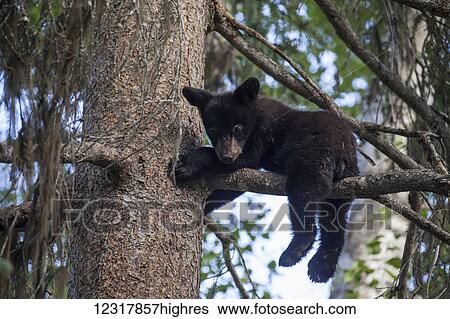 Black bear cub lying up high on a tree branch in summer, Southcentral Alaska, USA View Large Photo Image Stock Photograph - Black bear cub lying up high on a tree branch in summer, Southcentral Alaska, USA. Fotosearch
