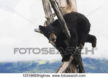Black bear cub (Ursus americanus) climbing in a dead tree, captive in the Alaska Wildlife Conservation Center; Portage, Alaska, United States of America View Large Photo Image Stock Photograph - Black bear cub (Ursus americanus) climbing in a dead tree, captive in the Alaska Wildlife Conservation Center; Portage, Alaska, United States of America. Fotosearch