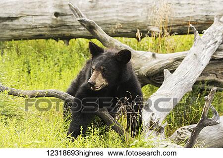 Black bear cub (ursus americanus), captive in Alaska Wildlife Conservation Center; Portage, Alaska, United States of America View Large Photo Image Stock Photograph - Black bear cub (ursus americanus), captive in Alaska Wildlife Conservation Center; Portage, Alaska, United States of America. Fotosearch