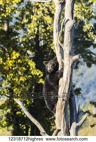 Stock Photograph - Black bear cub (ursus americanus) climbing a tree, Alaska Wildlife Conservation Center, South-central Alaska; Portage, Alaska, United States of America. Fotosearch