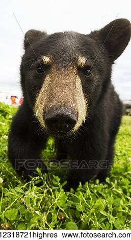 Stock Photograph - Black bear cub (ursus americanus), captive in Alaska Wildlife Conservation Center, South-central Alaska; Portage, Alaska, United States of America. Fotosearch