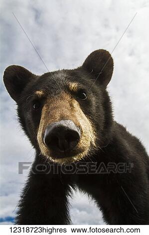 Stock Photograph - Black bear cub (ursus americanus), captive in Alaska Wildlife Conservation Center, South-central Alaska; Portage, Alaska, United States of America. Fotosearch