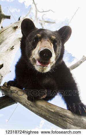 Stock Photograph - Black bear cub (ursus americanus), captive in Alaska Wildlife Conservation Center, South-central Alaska; Portage, Alaska, United States of America. Fotosearch