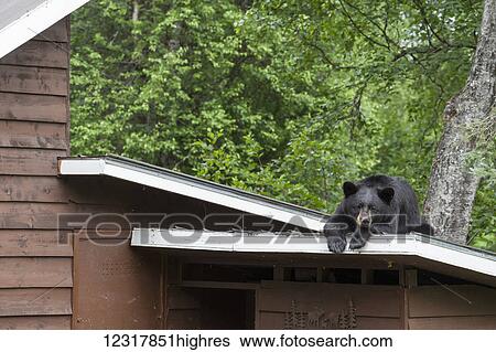 Stock Photograph - Black bear lying on the roof of a house, Southcentral Alaska, USA. Fotosearch