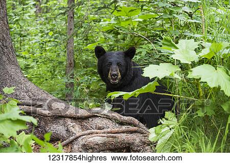 Black bear sitting among the forest understory in summer, Southcentral Alaska, USA View Large Photo Image Stock Photograph - Black bear sitting among the forest understory in summer, Southcentral Alaska, USA. Fotosearch