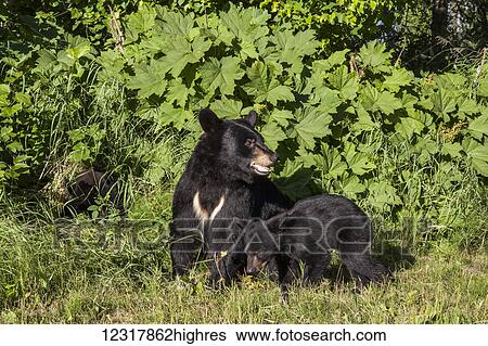 Stock Photograph - Black bear sow and cub in summer, Southcentral Alaska, USA. Fotosearch