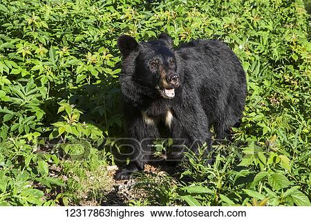 Black bear standing among green foliage on a sunny summer day, Southcentral Alaska, USA View Large Photo Image Stock Photograph - Black bear standing among green foliage on a sunny summer day, Southcentral Alaska, USA. Fotosearch