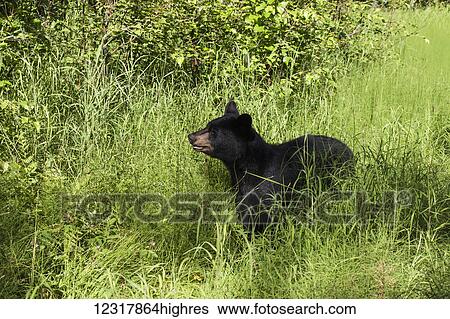 Stock Photograph - Black bear standing among green foliage on a sunny summer day, Southcentral Alaska, USA. Fotosearch