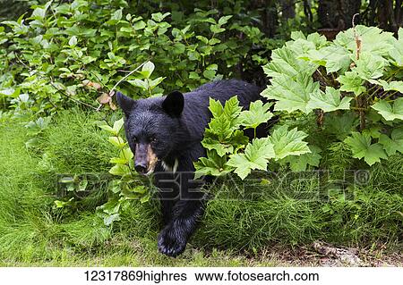 Black bear standing among the forest understory in summer, Southcentral Alaska, USA View Large Photo Image Stock Photograph - Black bear standing among the forest understory in summer, Southcentral Alaska, USA. Fotosearch