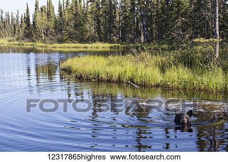 Black bear swimming in a large pond on a sunny summer day, Southcentral Alaska, USA View Large Photo Image Stock Photograph - Black bear swimming in a large pond on a sunny summer day, Southcentral Alaska, USA. Fotosearch