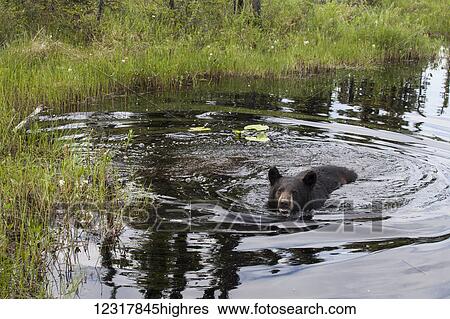 Stock Photograph - Black bear swimming in a pond in summer, Southcentral Alaska, USA. Fotosearch