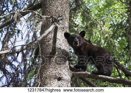 Stock Photograph - Black bear (Ursus americanus) cub climbing on a tree branch, South-central Alaska; Alaska, United States of America. Fotosearch