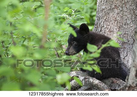 Stock Photograph - Black bear (Ursus americanus) cub looking out through the lush foliage from a tree branch, South-central Alaska; Alaska, United States of America. Fotosearch