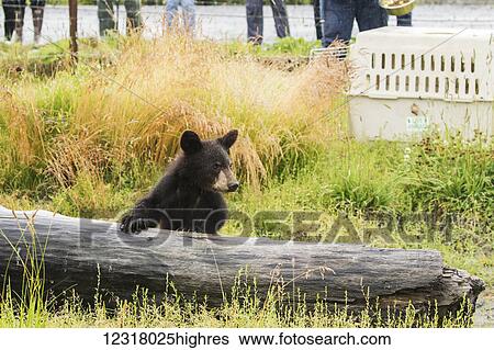 Black bear (ursus americanus) cub with log and people standing at a fence watching, Alaska Wildlife Conservation Center; Portage, Alaska, United States of America View Large Photo Image Stock Photograph - Black bear (ursus americanus) cub with log and people standing at a fence watching, Alaska Wildlife Conservation Center; Portage, Alaska, United States of America. Fotosearch