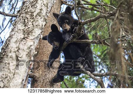 Stock Photograph - Black bear (Ursus americanus) cubs playing on the tree branches, South-central Alaska; Alaska, United States of America. Fotosearch