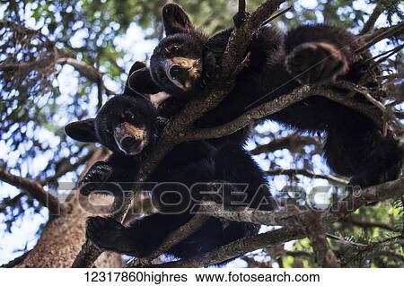 Stock Photograph - Black bear (Ursus americanus) cubs resting on the tree branches, South-central Alaska; Alaska, United States of America. Fotosearch
