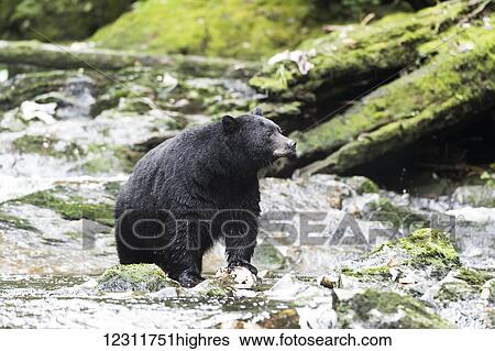 Stock Photograph - Black Bear (Ursus americanus) fishing, Great Bear Rain Forest; British Columbia, Canada. Fotosearch