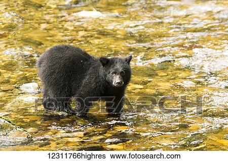 Stock Photograph - Black Bear (Ursus americanus) fishing, Great Bear Rain Forest; British Columbia, Canada. Fotosearch