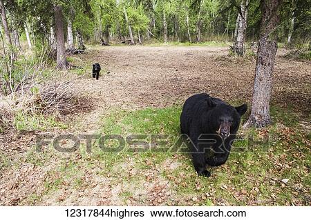 Black bears among forested ground in summer, Southcentral Alaska, USA View Large Photo Image Stock Photograph - Black bears among forested ground in summer, Southcentral Alaska, USA. Fotosearch