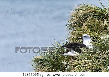 Stock Photograph - Black-browed albatross (Thalassarche melanophris) nesting; South Georgia, South Georgia and the South Sandwich Islands, United Kingdom. Fotosearch