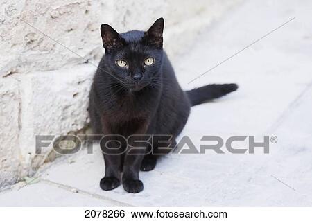 Black Cat, Rabat, Malta View Large Photo Image Stock Photograph - Black Cat, Rabat, Malta. Fotosearch