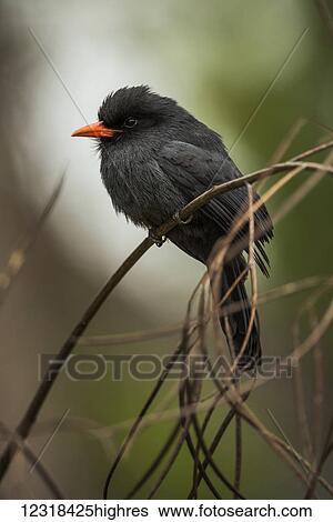 Stock Photograph - Black-fronted nunbird (Monasa nigrifrons) perched on branch facing left; Mato Grosso do Sul, Brazil. Fotosearch