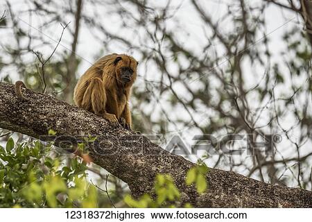 Stock Photograph - Black howler monkey (Alouatta caraya) looking sad on tree branch; Mato Grosso do Sul, Brazil. Fotosearch