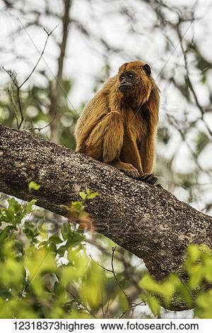 Stock Photograph - Black howler monkey (Alouatta caraya) turning head while sitting on tree branch; Mato Grosso do Sul, Brazil. Fotosearch