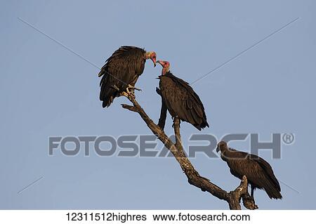 Black vulture (Coragyps atratus) sitting in a tree, Sabi Sand Game Reserve; South Africa View Large Photo Image Stock Photograph - Black vulture (Coragyps atratus) sitting in a tree, Sabi Sand Game Reserve; South Africa. Fotosearch
