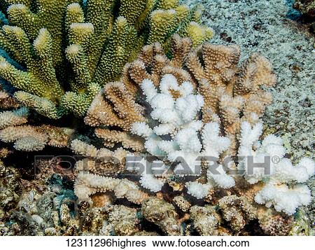 Stock Photograph - Bleached and healthy antler coral (Pocillopora eydouxi) photographed while scuba diving the Kona coast; Kona, Island of Hawaii, Hawaii, United States of America. Fotosearch