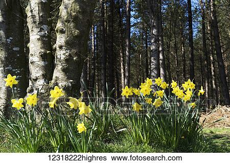 Stock Photograph - Blossoming daffodils on the edge of a forest; Northumberland, England. Fotosearch