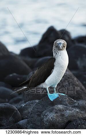 Stock Photograph - Blue-footed booby (Sula nebouxii); Galapagos Islands, Ecuador. Fotosearch