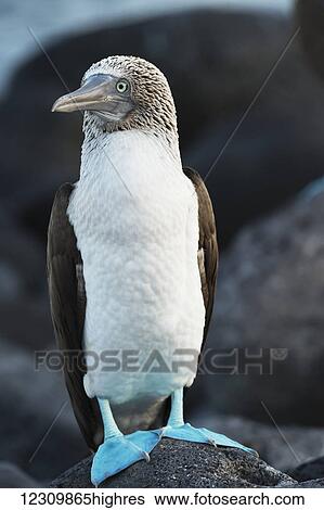 Stock Photograph - Blue-footed booby (Sula nebouxii); Galapagos Islands, Ecuador. Fotosearch