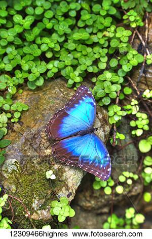 Stock Photograph - Blue Morpho Butterfly (Morpho peleides), Green Hills Butterfly Ranch, east of San Ignacio; Belize. Fotosearch