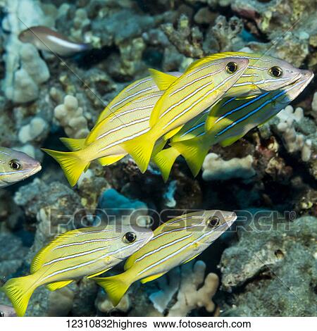 Stock Photograph - Bluestripe Snapper (Lutjanus kasmira) schooled at Garden Eel Cove, Kona Coast; Kona, Island of Hawaii, Hawaii, United States of America. Fotosearch