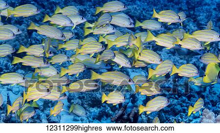 Bluestripe Snapper (Lutjanus kasmira) schooled at the dive site Turtle Haven on the Kona Coast; Kona, Island of Hawaii, Hawaii, United States of America View Large Photo Image Stock Photograph - Bluestripe Snapper (Lutjanus kasmira) schooled at the dive site Turtle Haven on the Kona Coast; Kona, Island of Hawaii, Hawaii, United States of America. Fotosearch