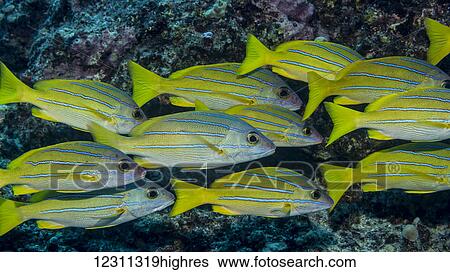Stock Photograph - Bluestripe Snapper (Lutjanus kasmira) schooled at Garden Eel Cove; Kona, Island of Hawaii, Hawaii, United States of America. Fotosearch