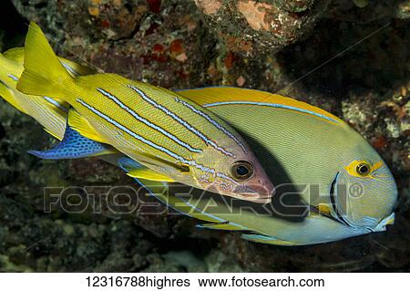 Stock Photograph - Bluestripe Snapper (Lutjanus kasmira) next to an Eyestripe Surgeonfish (Acanthurus dussumieri) off the Kona coast; Kona, Island of Hawaii, Hawaii, United States of America. Fotosearch
