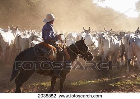 Stock Image - Bolivian Cowboys Herding Indo-Brazilian Cattle (Bos Indicus) In Rural Chiquitania, Santa Cruz Department, Bolivia. Fotosearch