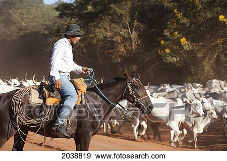 Stock Photo - Bolivian Cowboys Herding Indo-Brazilian Cattle (Bos Indicus) In Rural Chiquitania, Santa Cruz Department, Bolivia. Fotosearch