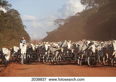 Stock Photo - Bolivian Cowboys Herding Indo-Brazilian Cattle (Bos Indicus) In Rural Chiquitania, Santa Cruz Department, Bolivia. Fotosearch